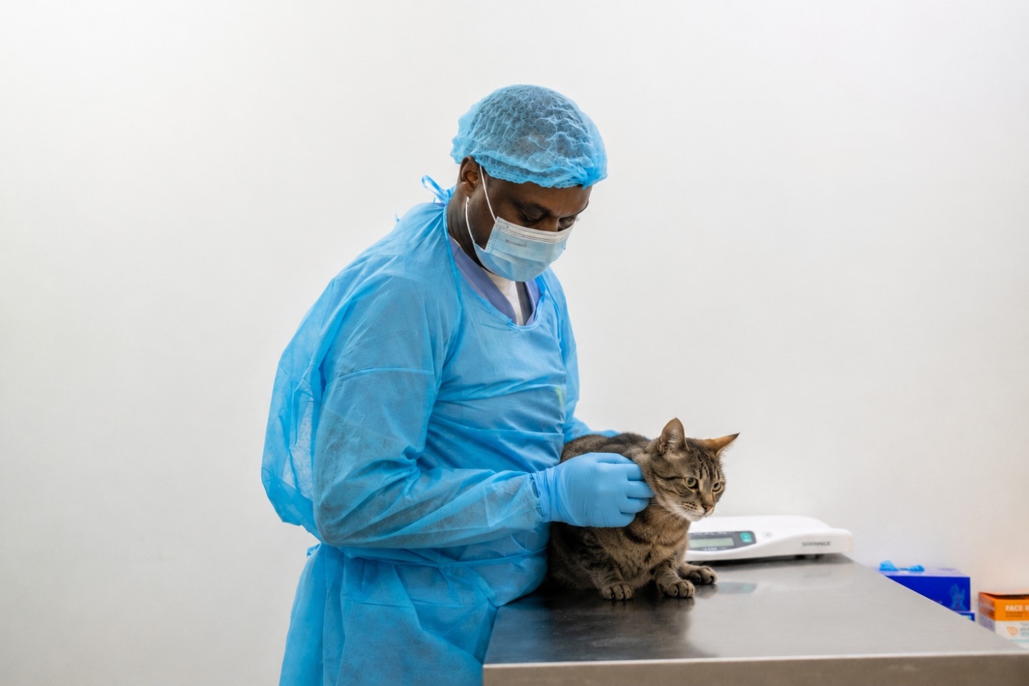 Vet examining a dog