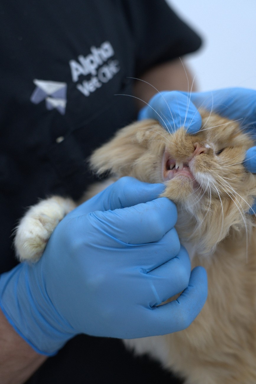 Vet examining a dog