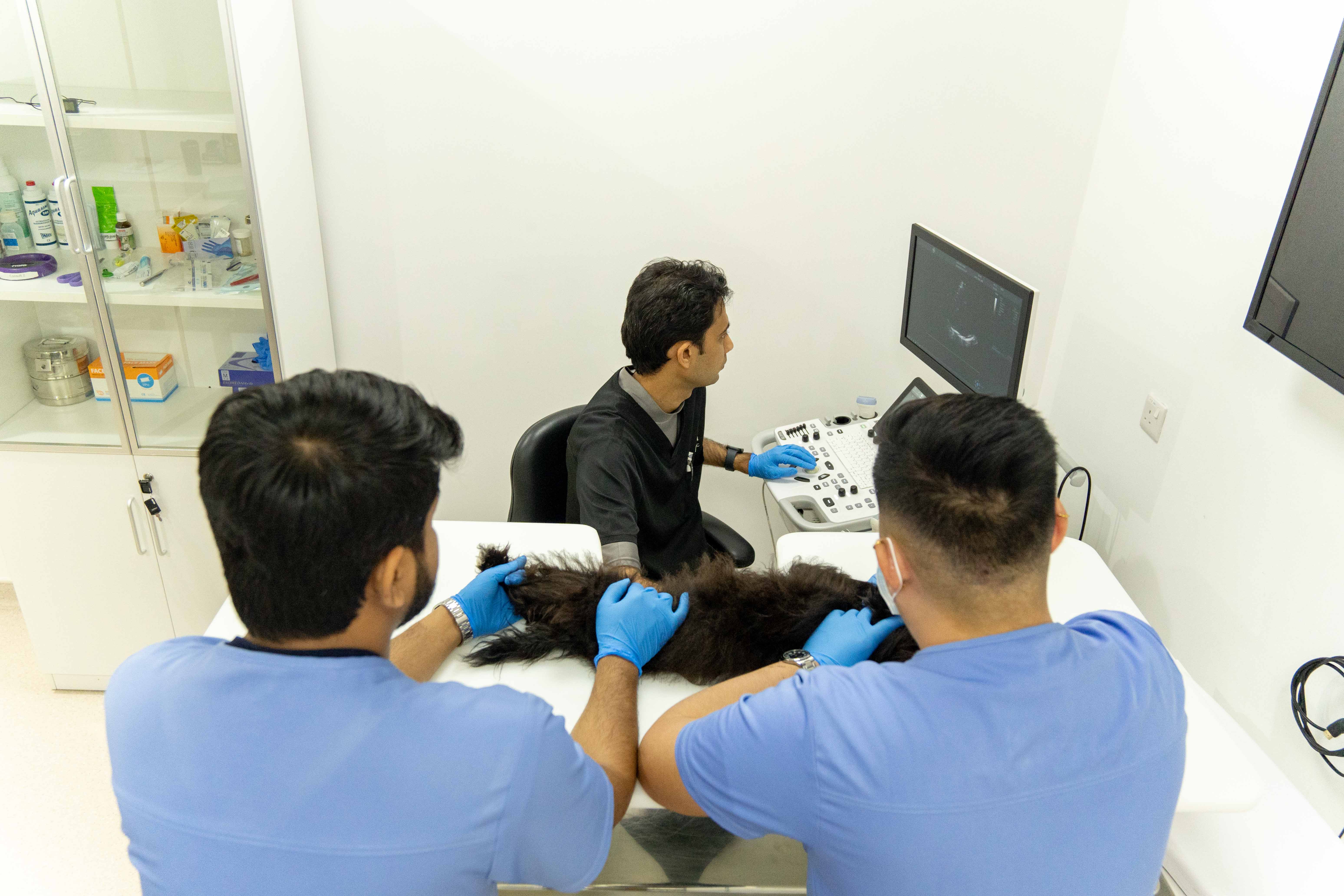 Veterinarian with a pet