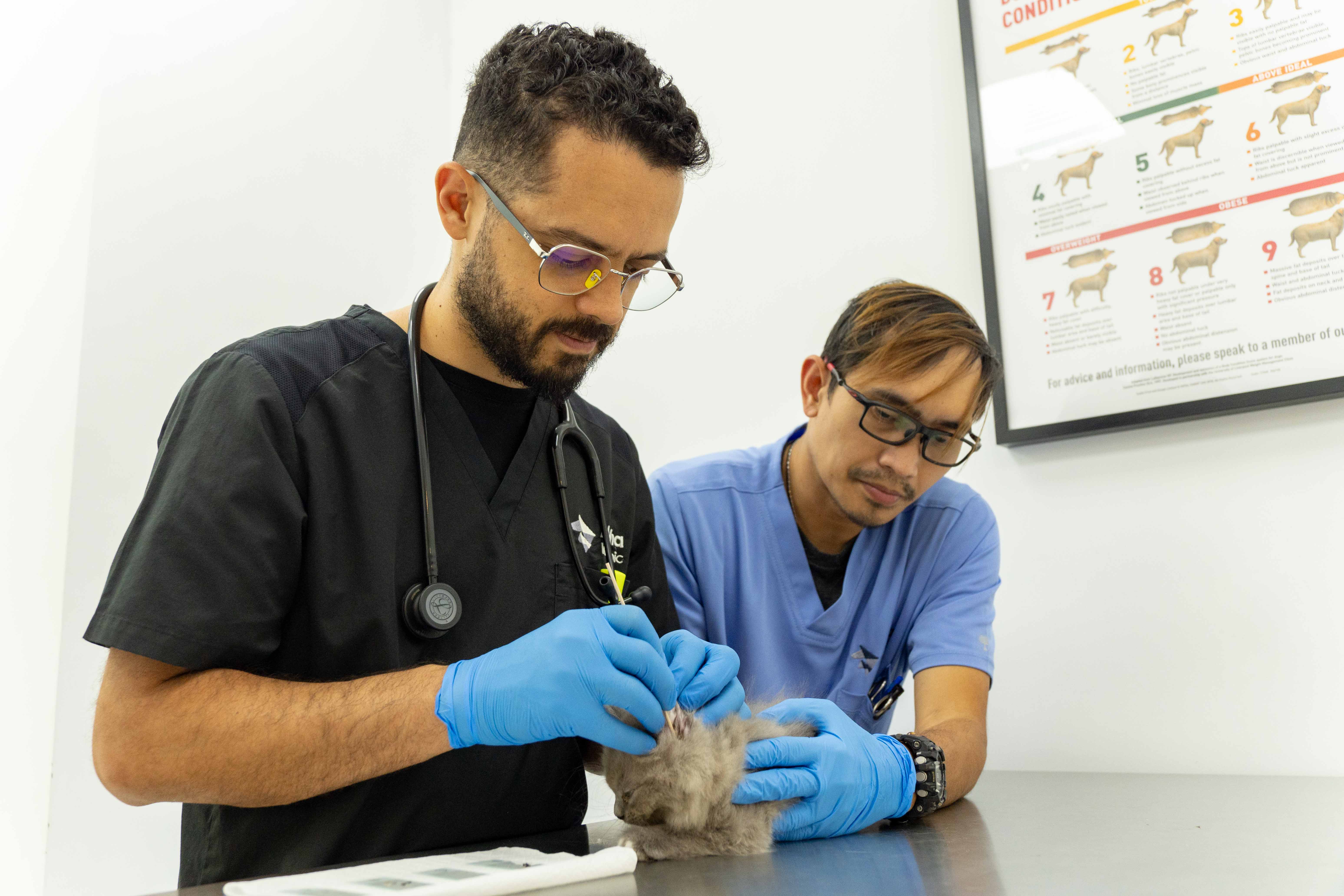 Veterinarian with a pet