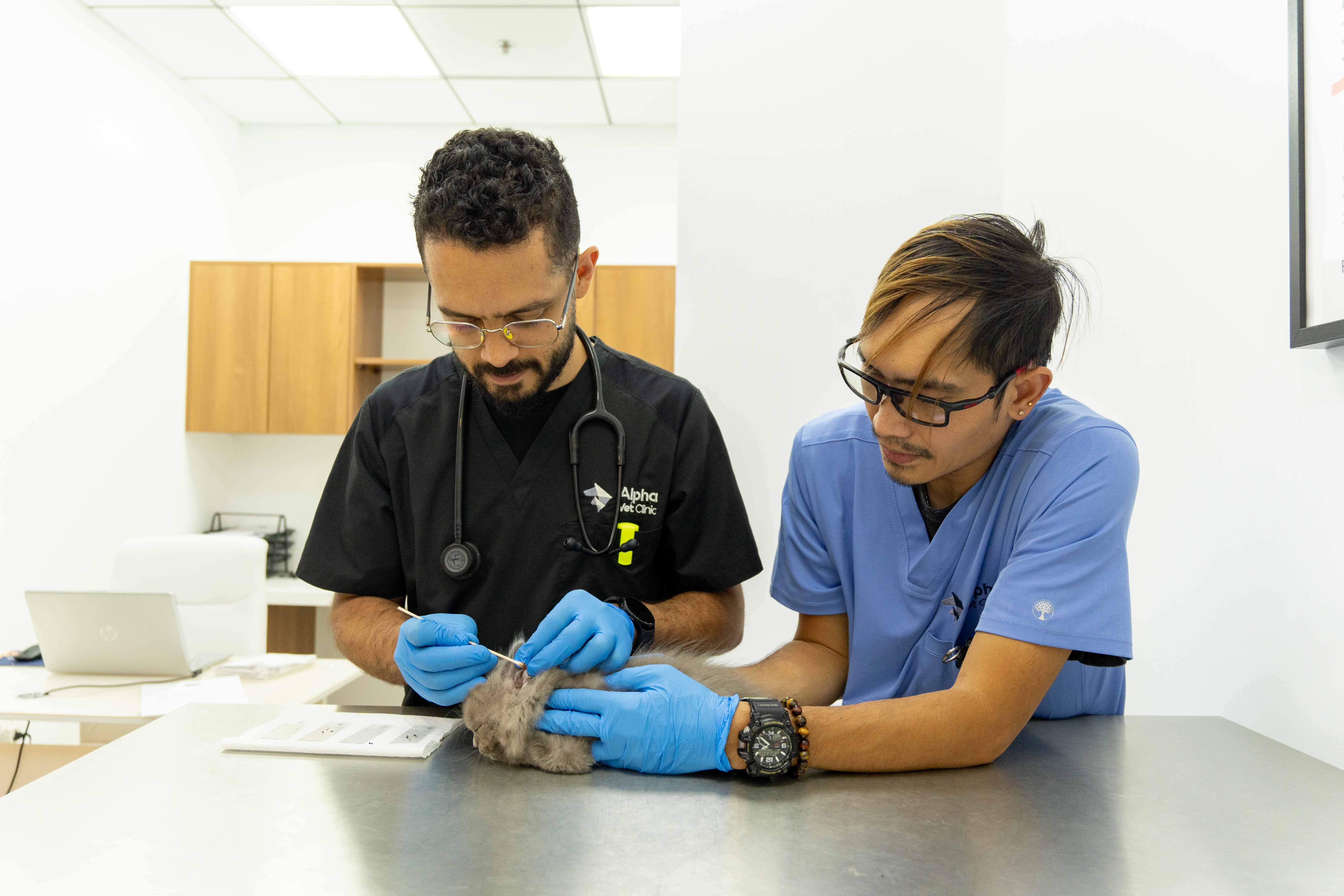 Veterinarian with a pet