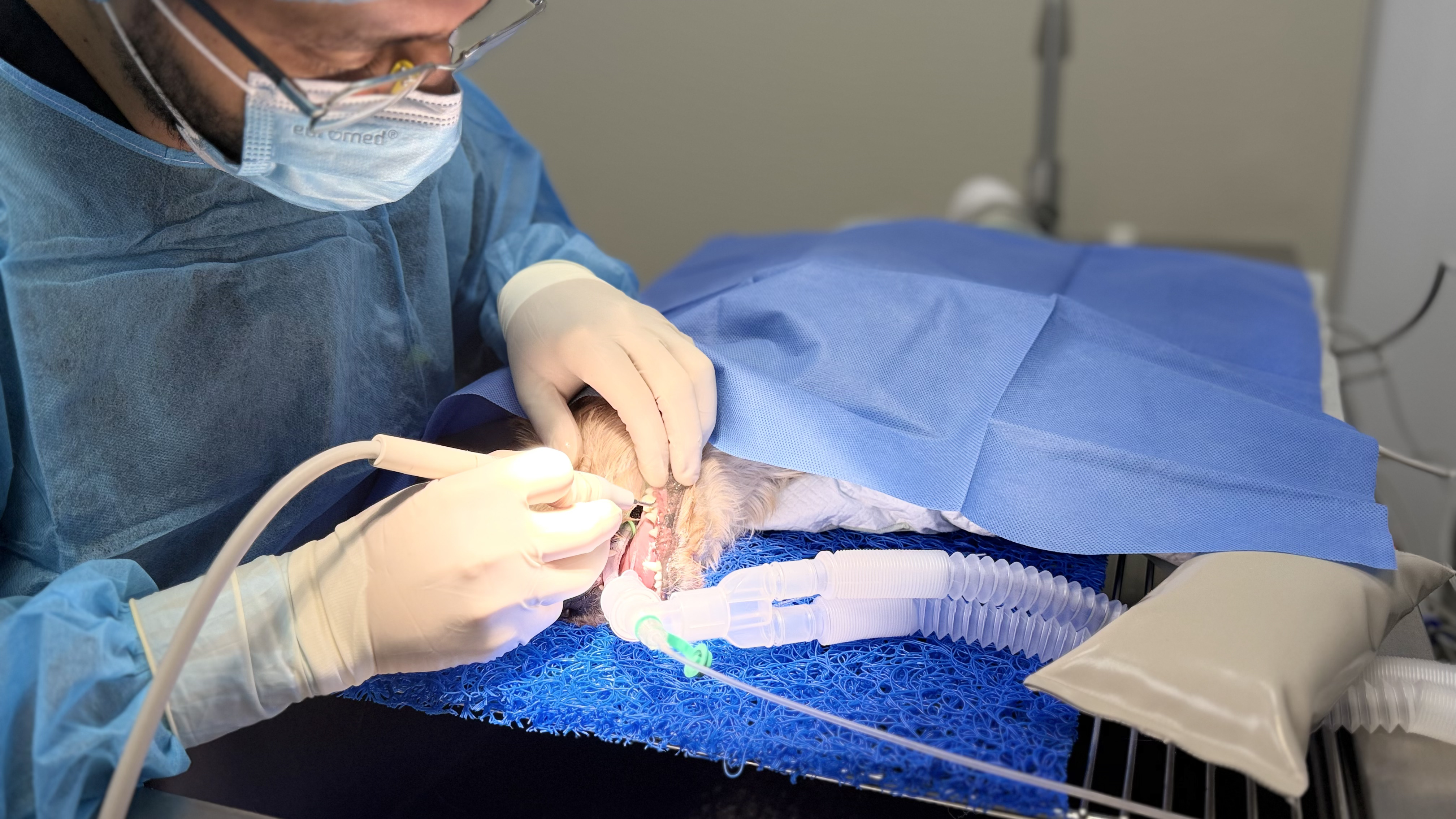 Veterinarian with a pet