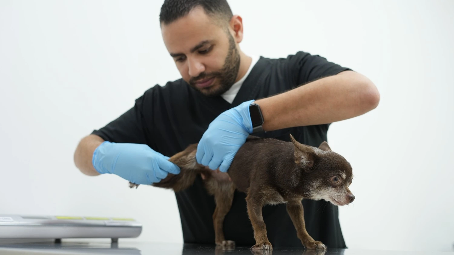 Vet examining a small dog at Alpha Vet Clinic Dubai