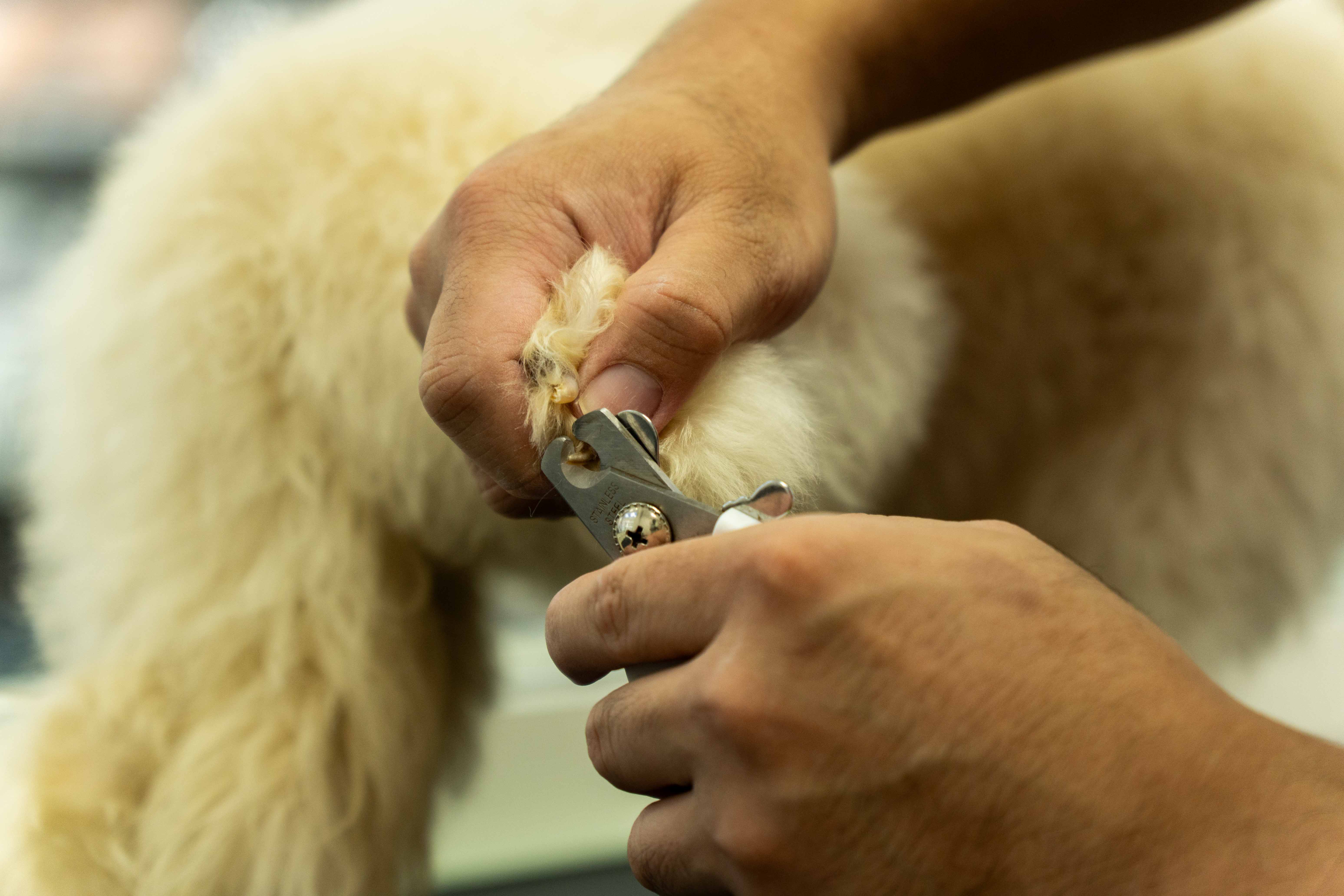 Veterinarian with a pet