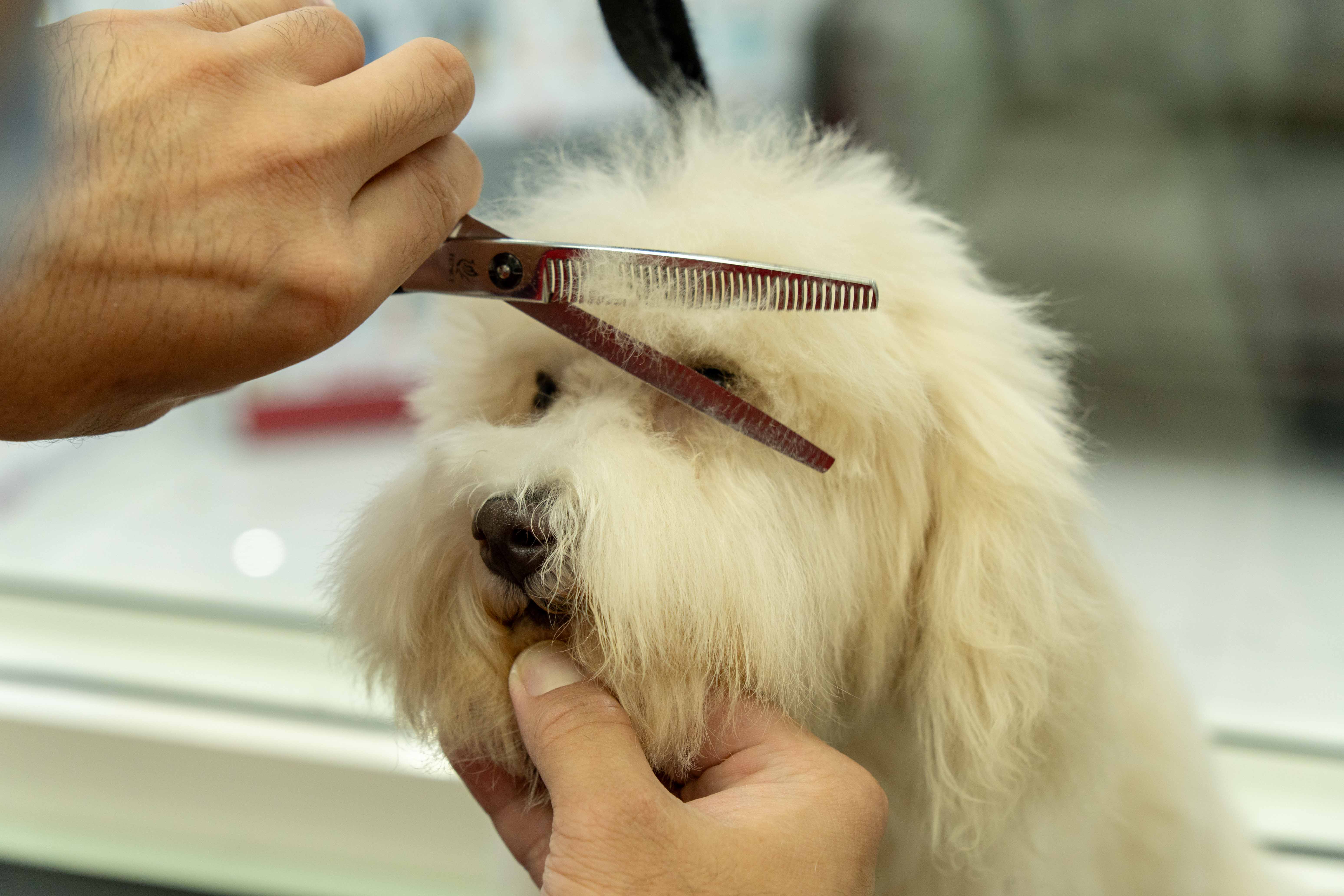 Veterinarian with a pet