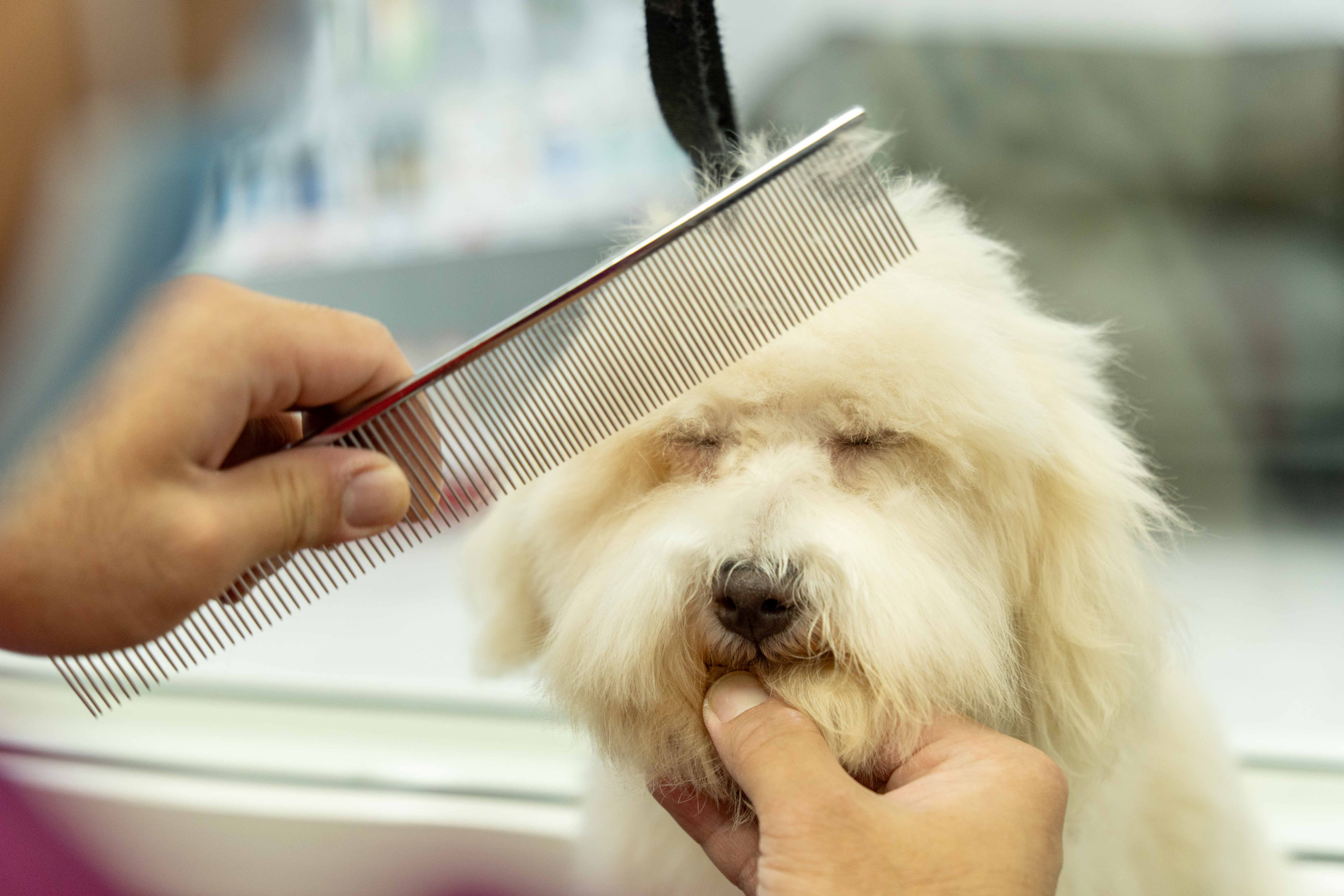 Veterinarian with a pet