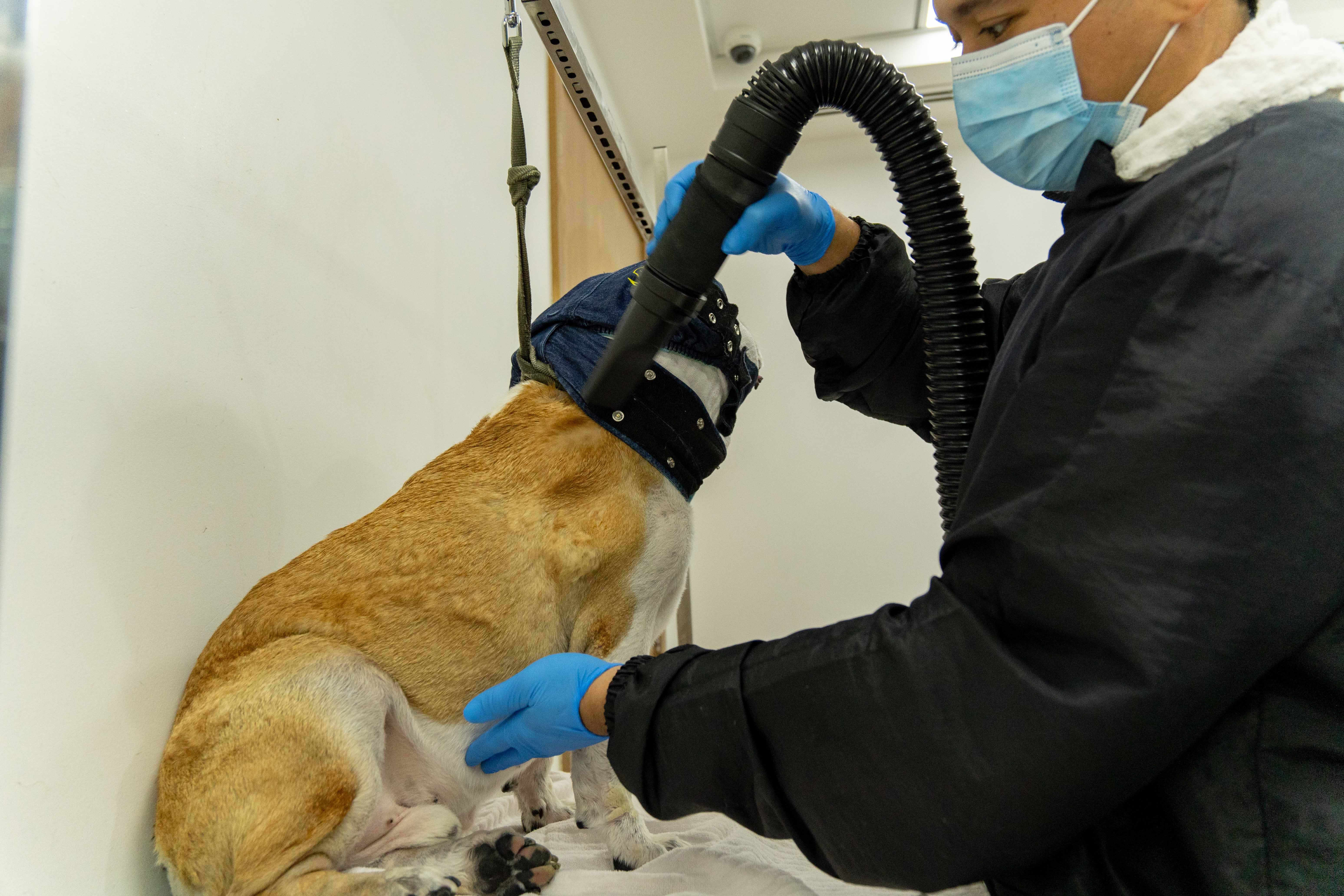 Veterinarian with a pet