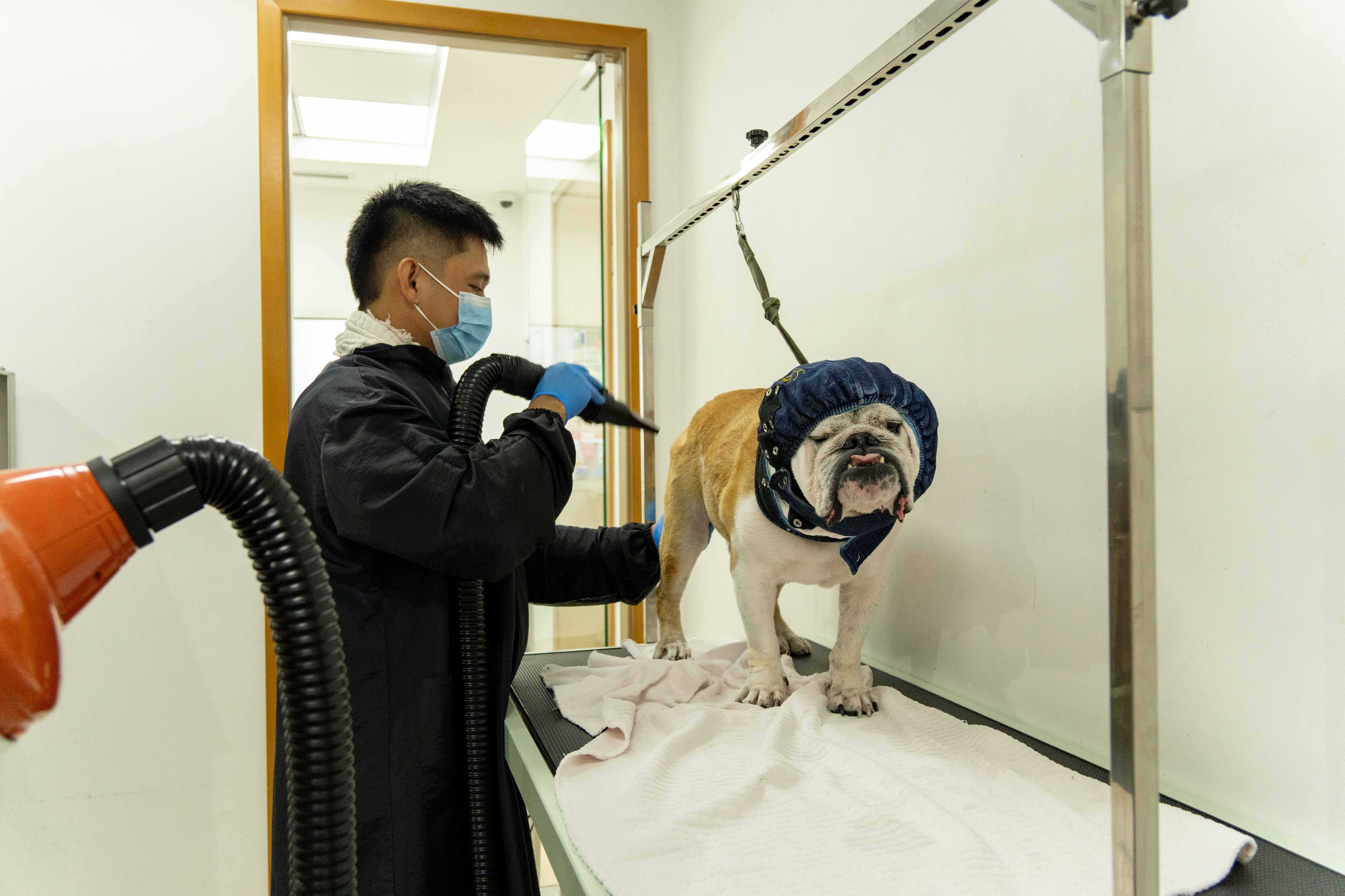 Veterinarian with a pet