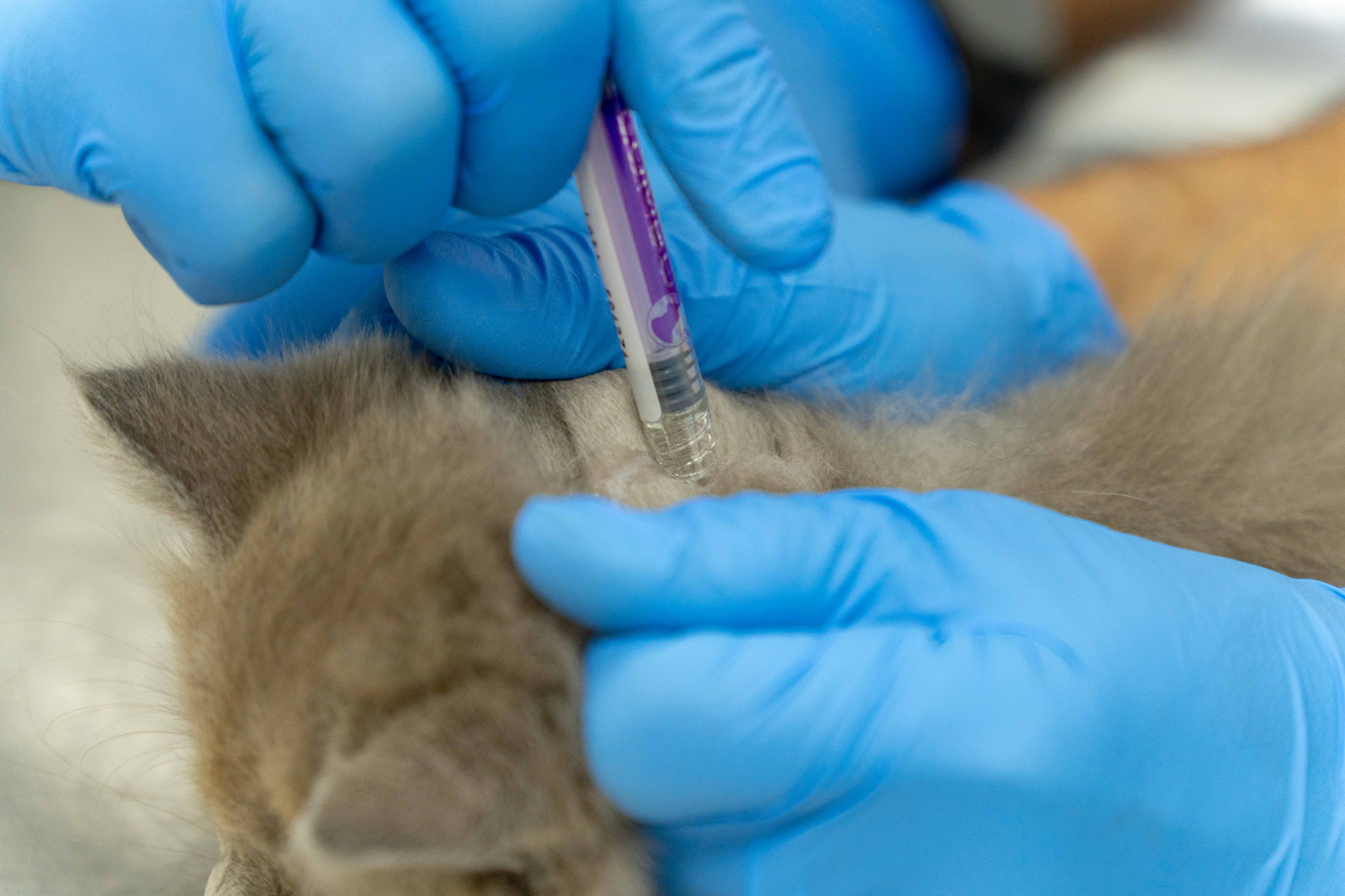 Veterinarian with a pet