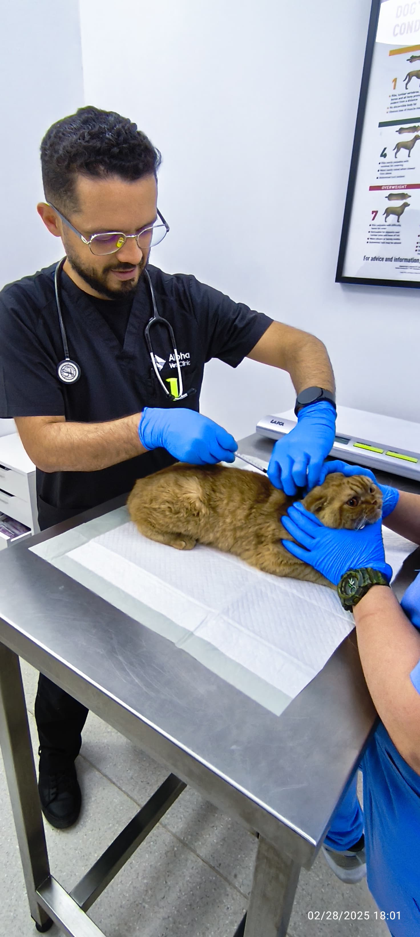 Veterinarian with a pet